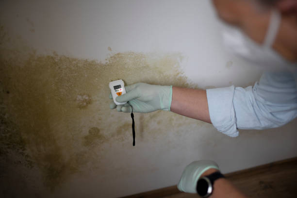 Best Insurance-Related Mold Remediation in Hamilton, MO